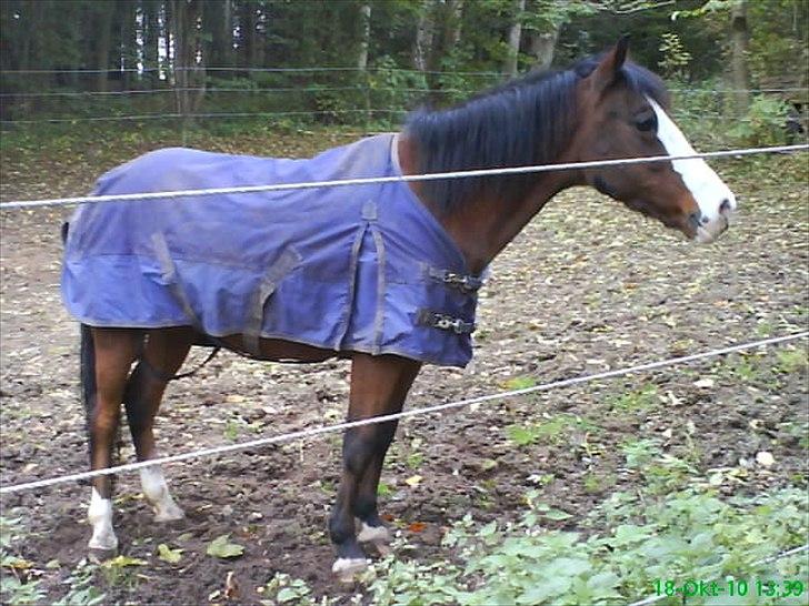 Welsh Pony (sec B) Mille - Mille fra da jeg var på ridelejr. billede 2