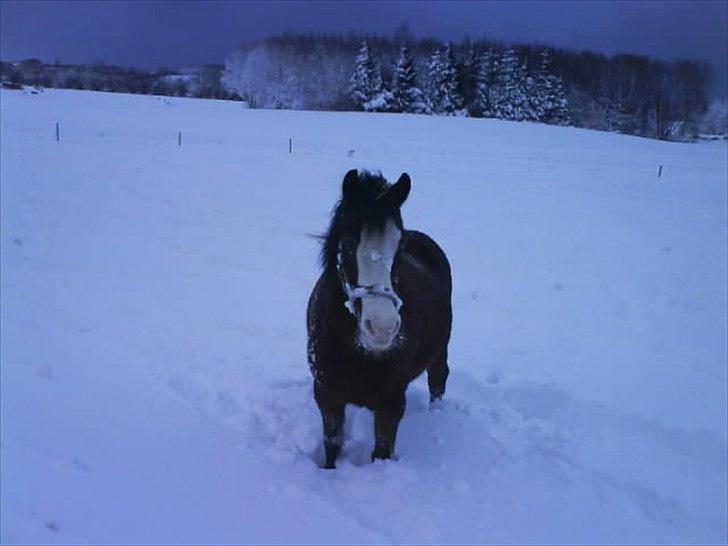 Welsh Pony (sec B) Mille - Mille i sneen. billede 3