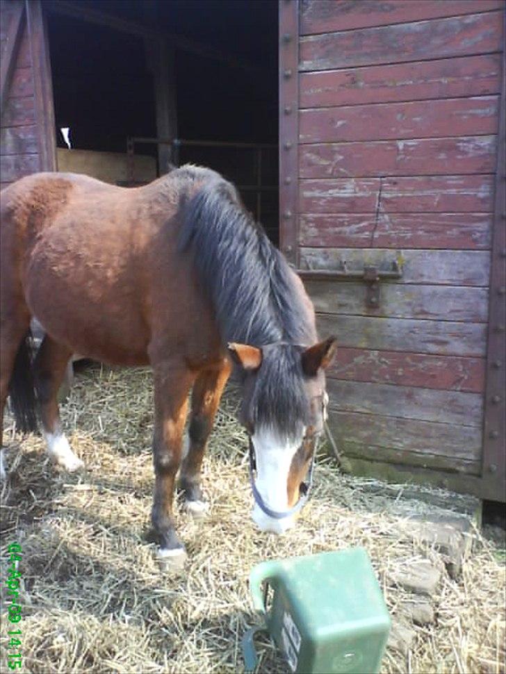 Welsh Pony (sec B) Mille - Mille som er nysgerrig. billede 4