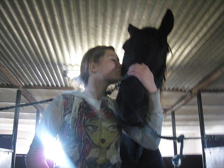 Dansk Varmblod Altere<3 Solgt d. 13-2-11 - Lige et kys :) billede 1