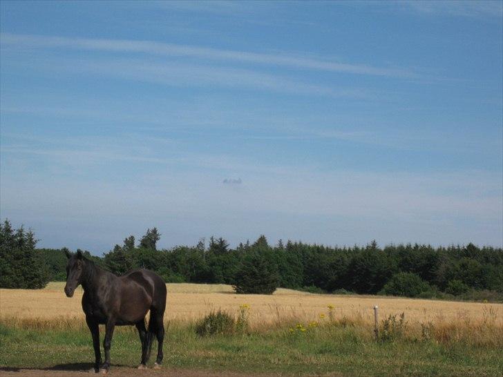 Dansk Varmblod Altere<3 Solgt d. 13-2-11 - Ude på marken :) billede 2