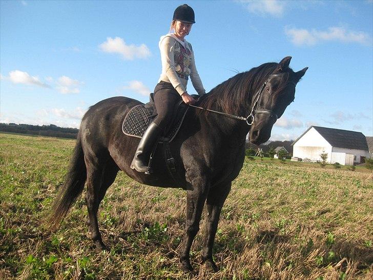 Dansk Varmblod Altere<3 Solgt d. 13-2-11 - Så fin han er :) billede 3