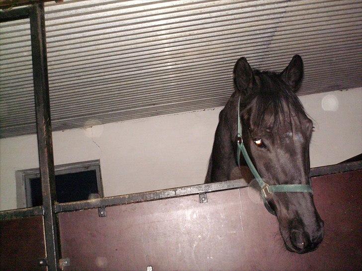 Dansk Varmblod Altere<3 Solgt d. 13-2-11 - Din Bølle :P du er så sød :) billede 4