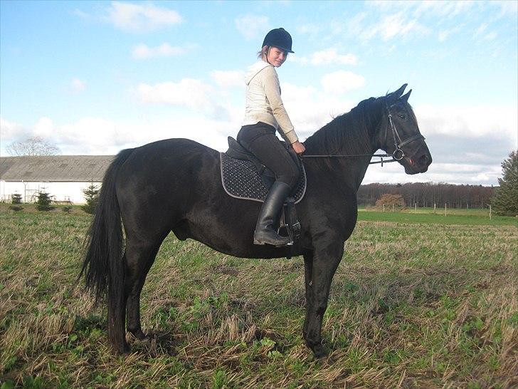 Dansk Varmblod Altere<3 Solgt d. 13-2-11 - Smukke dreng :) billede 5