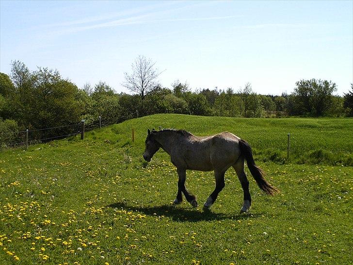 Anden særlig race Nellie R.I.P <3  billede 1