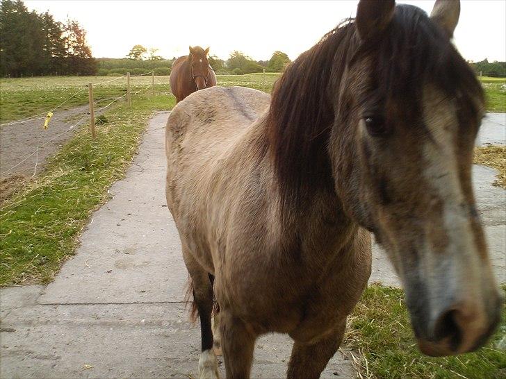 Anden særlig race Nellie R.I.P <3  - Se vi prøvede at rede hende men hun havde ikke ret mange tænder, så derfor er hun så tynd! <3 billede 2