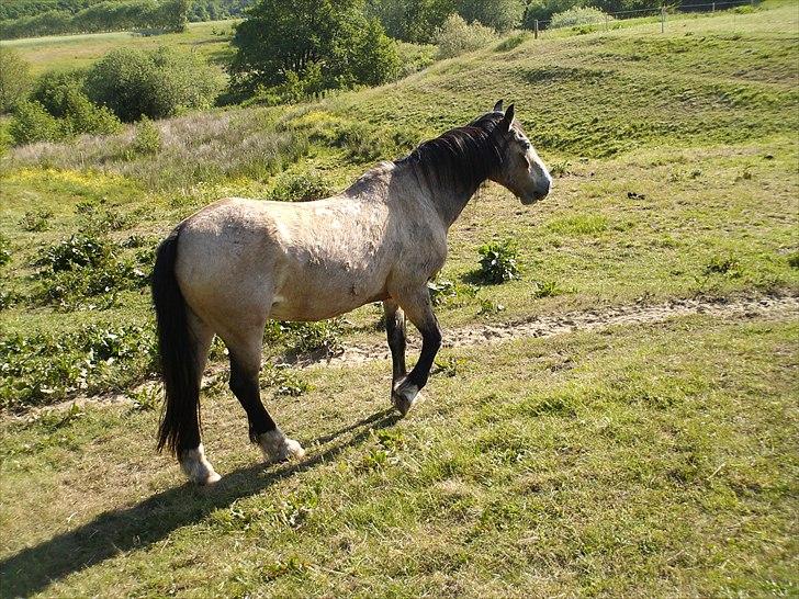 Anden særlig race Nellie R.I.P <3  billede 3