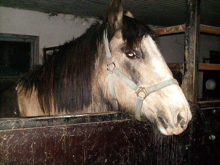 Anden særlig race Nellie R.I.P <3  billede 4