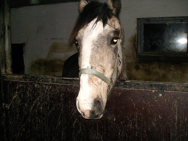 Anden særlig race Nellie R.I.P <3  billede 5