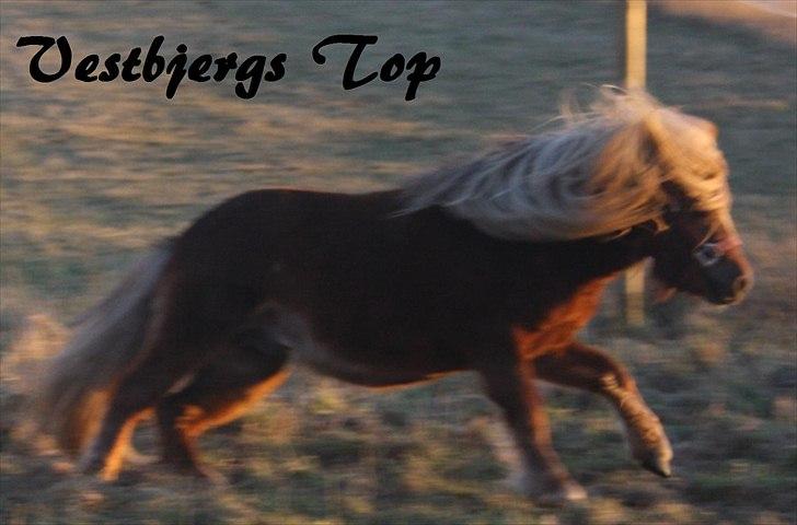 Shetlænder Vestbjergs Top - Nyt. Foto: Charlotte(ejer) billede 2