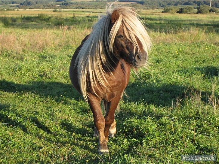Shetlænder Vestbjergs Top - Hingstefold, sommeren. Se den lækre man Foto: Helle. billede 3