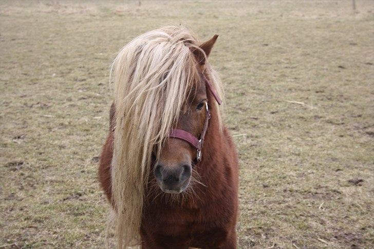 Shetlænder Vestbjergs Top - Lækker lækker, Foto: Mig d. 20 marts 2011 billede 4