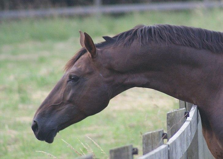 Westfaler Baquito billede 17