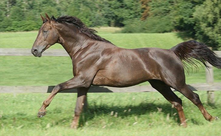 Westfaler Baquito billede 19