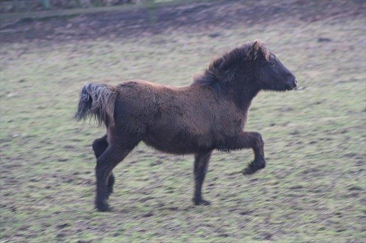 Islænder Djass fra Engholm billede 7