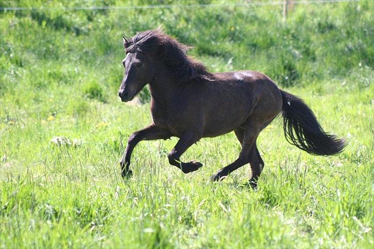 Islænder Djass fra Engholm billede 8