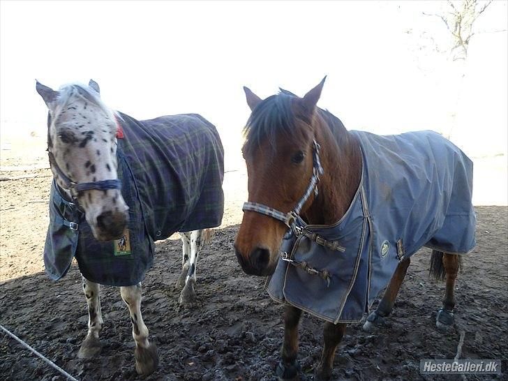 Anden særlig race Balder [Himmelhest] billede 8
