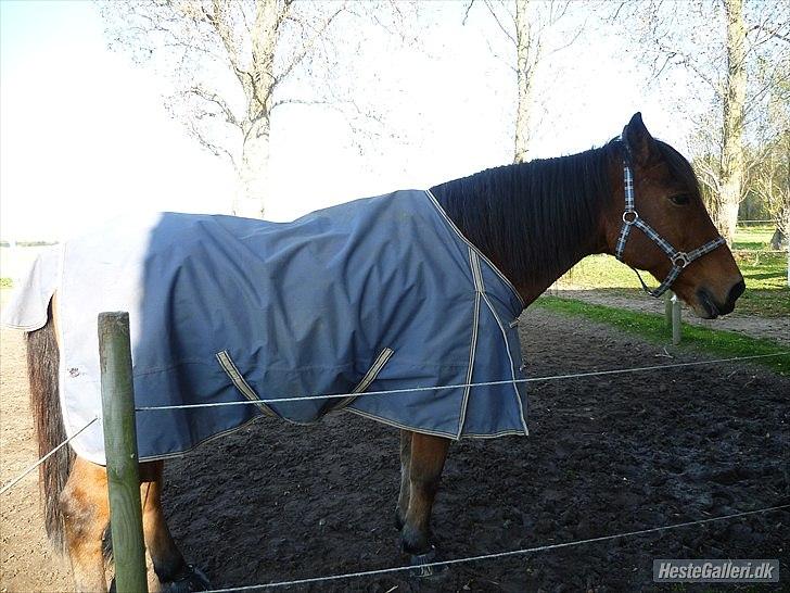 Anden særlig race Balder [Himmelhest] billede 9