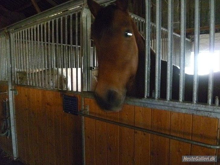 Anden særlig race Balder [Himmelhest] billede 10