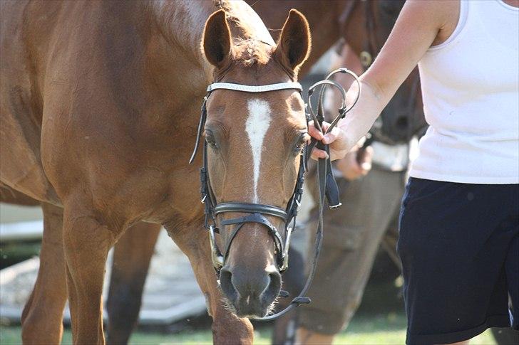 Welsh Cob (sec D) Amber - til stævne på fyn efter jeg har redet la. billede 1