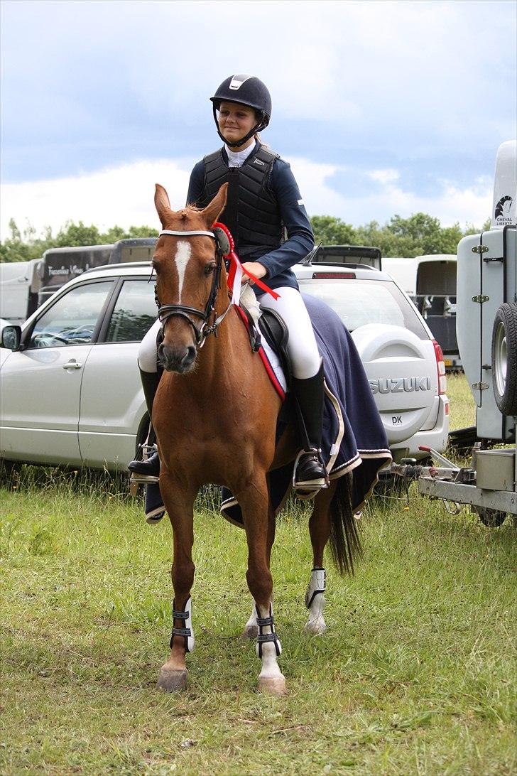 Welsh Cob (sec D) Amber - Vandt la i bording billede 5