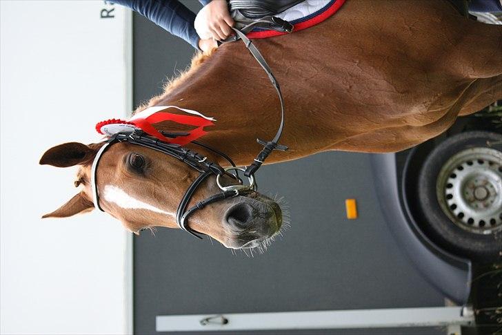 Welsh Cob (sec D) Amber - 1 plads i la billede 6