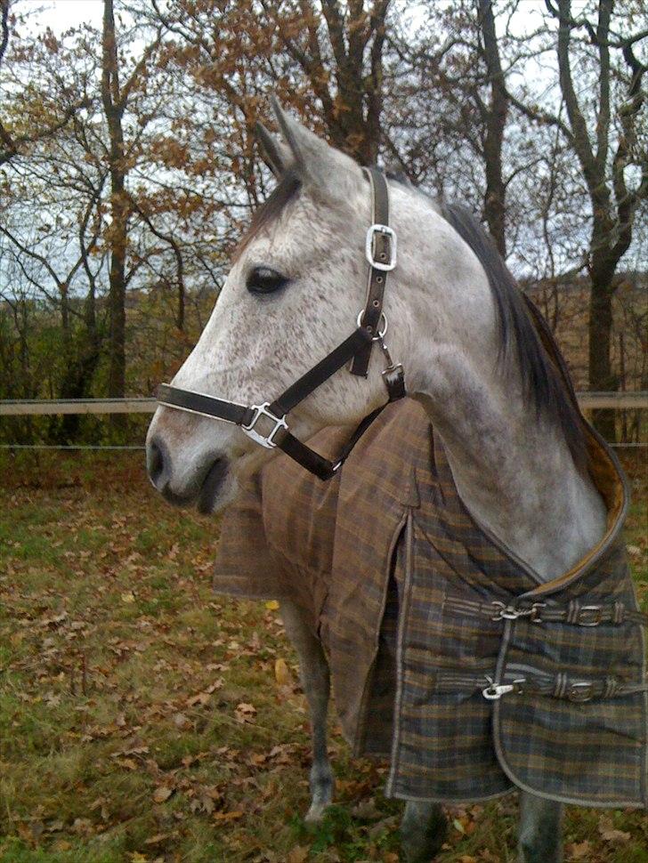 Arabisk fuldblod (OX) Jalle Junior *Halvpart* - fine fyr <3 billede 1