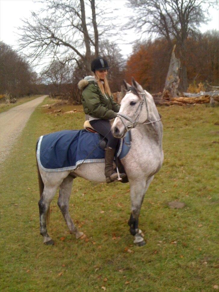 Arabisk fuldblod (OX) Jalle Junior *Halvpart* - ude i dyrehaven. billede 2