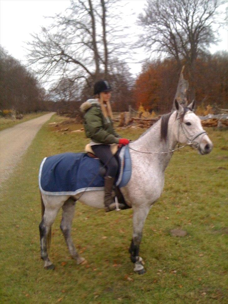 Arabisk fuldblod (OX) Jalle Junior *Halvpart* - igen ude i dyrehaven. billede 3