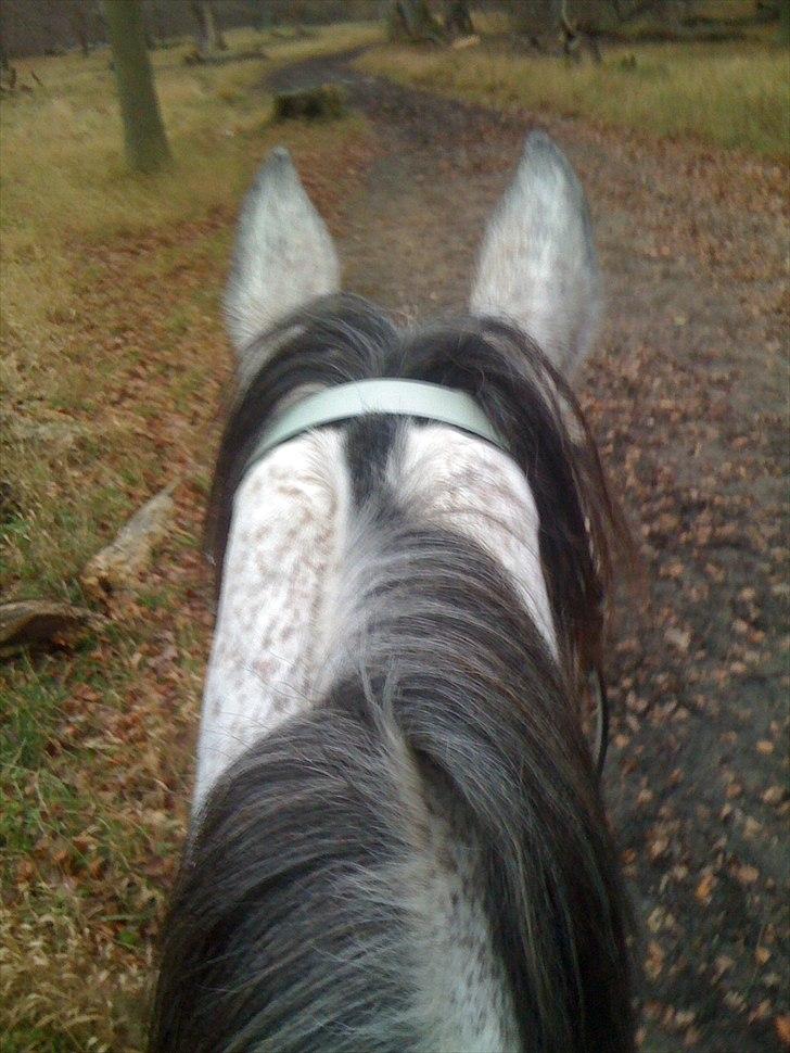 Arabisk fuldblod (OX) Jalle Junior *Halvpart* - ørerne fejler intet (: billede 4