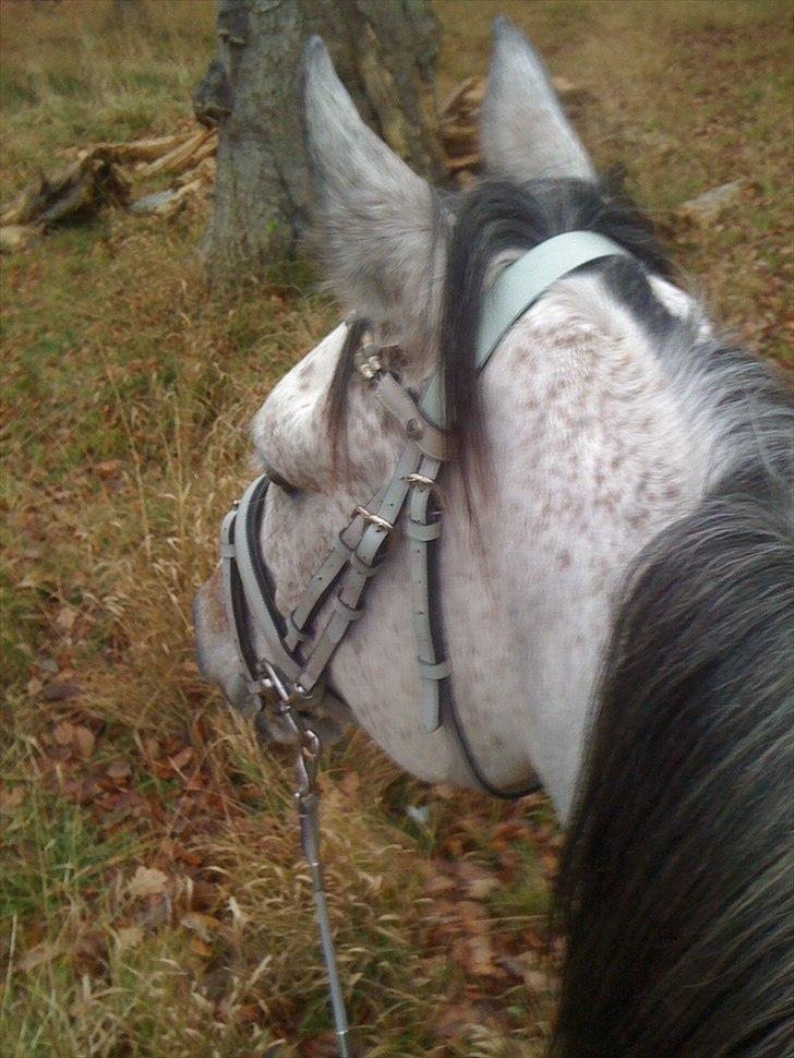 Arabisk fuldblod (OX) Jalle Junior *Halvpart* - <3 billede 5