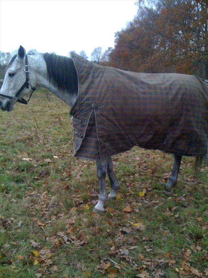 Arabisk fuldblod (OX) Jalle Junior *Halvpart* - nede på folden. billede 6
