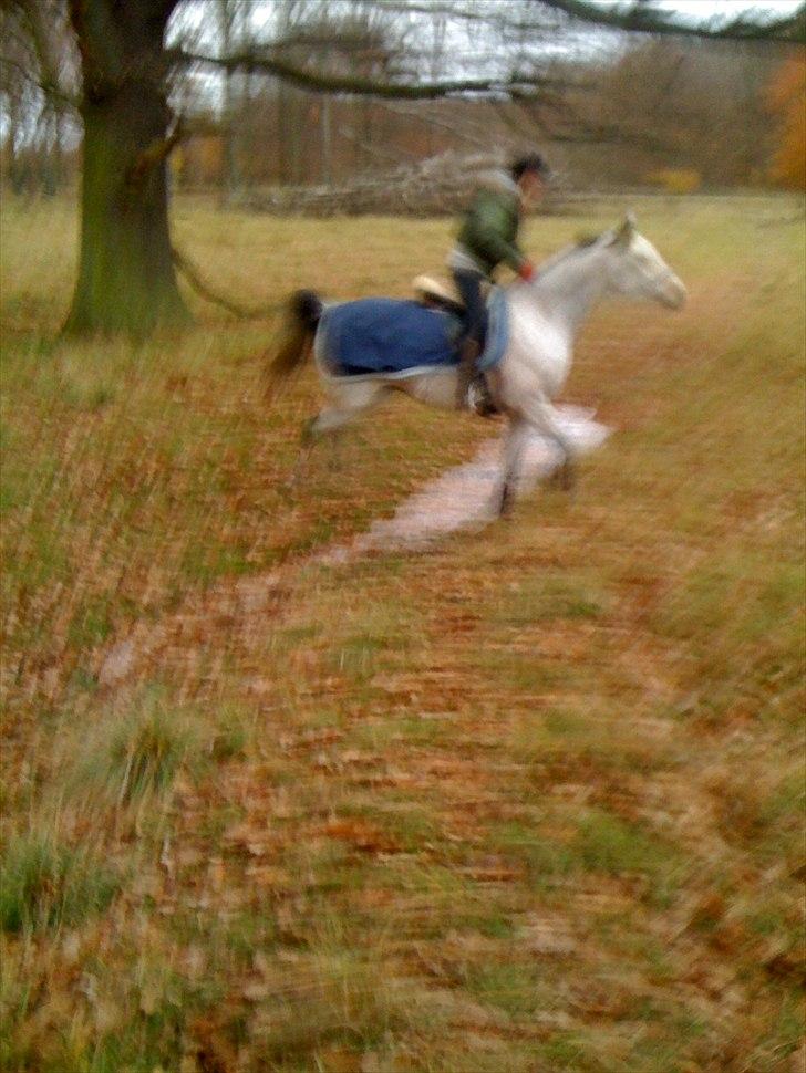 Arabisk fuldblod (OX) Jalle Junior *Halvpart* - forsøger at springe over grøft (: billede 7