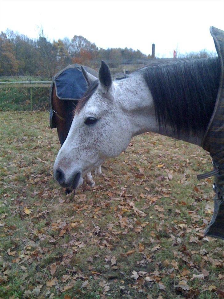 Arabisk fuldblod (OX) Jalle Junior *Halvpart* - hovedbilled. lidt doven hest :D billede 8