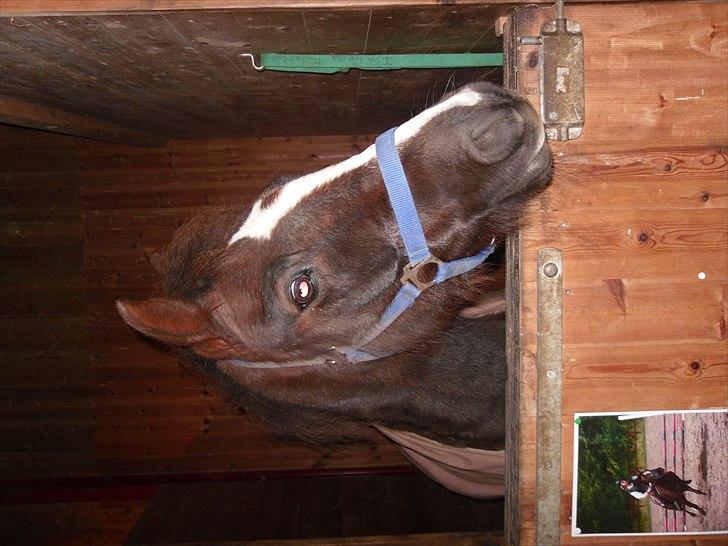 Hollandsk Sportspony Bon Fire     billede 6