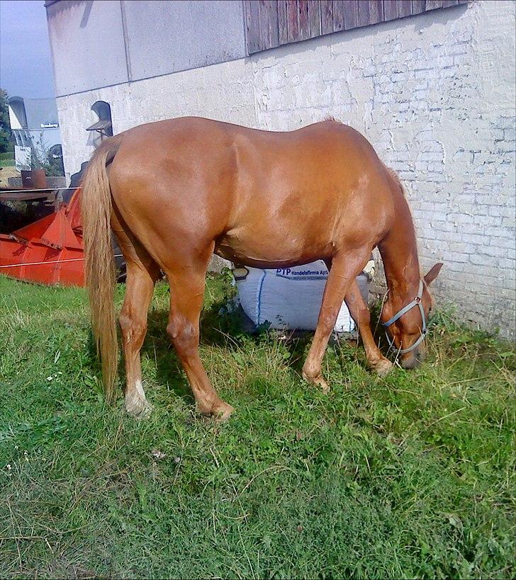 Anden særlig race Picasso - Sommeren 2010 billede 3