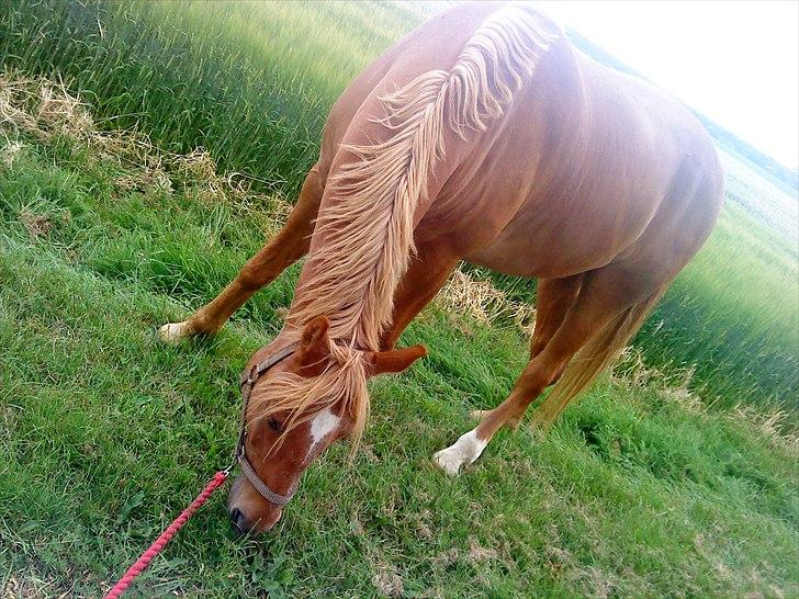 Anden særlig race Picasso billede 4