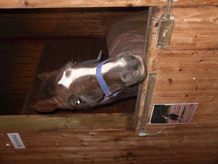 Hollandsk Sportspony Bon Fire     billede 7