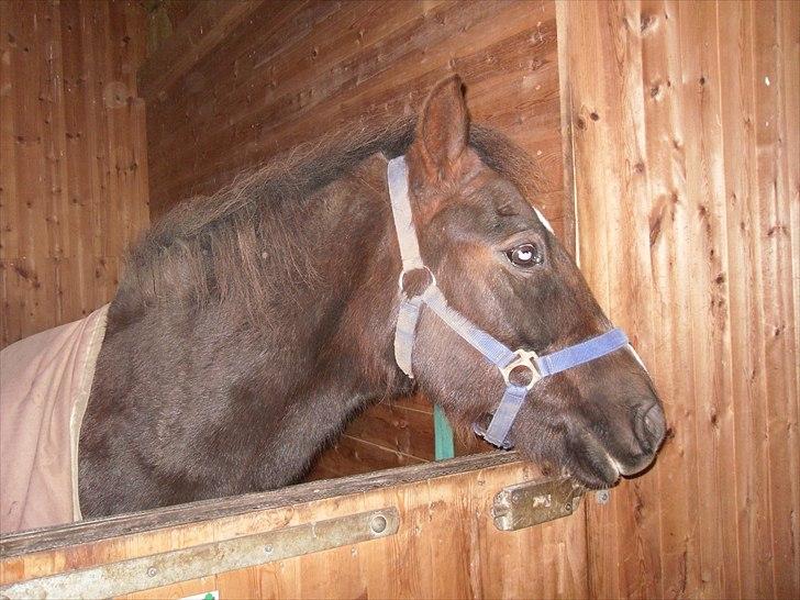 Hollandsk Sportspony Bon Fire     billede 8