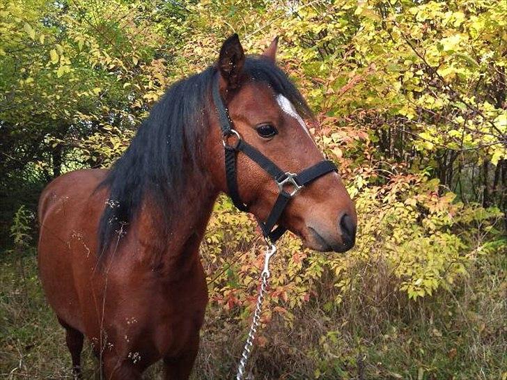 Welsh Partbred (Sec F) Dimitri - SMUUKT billede 13