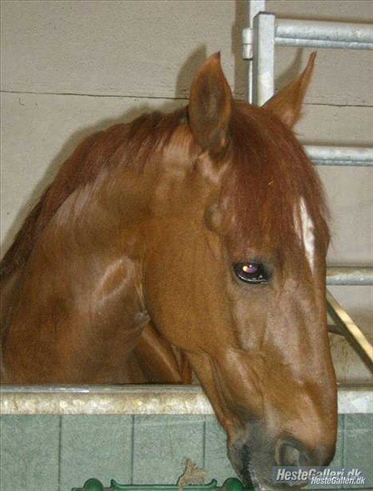 Anden særlig race Mr. Lonely billede 1