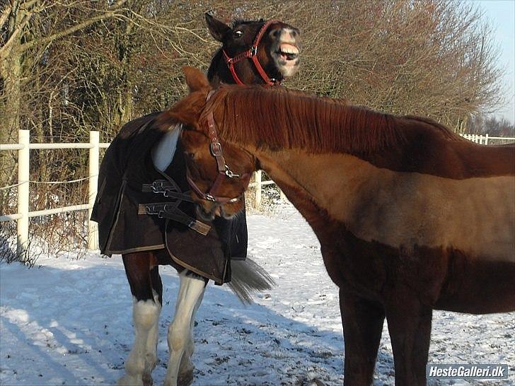 Anden særlig race Mr. Lonely billede 2