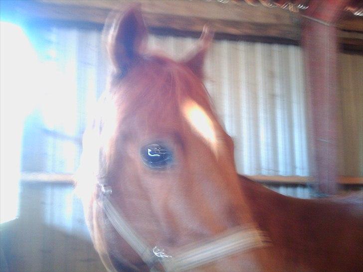 Anden særlig race Mr. Lonely billede 3