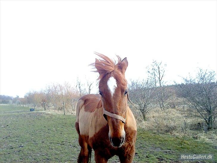 Anden særlig race Mr. Lonely billede 6