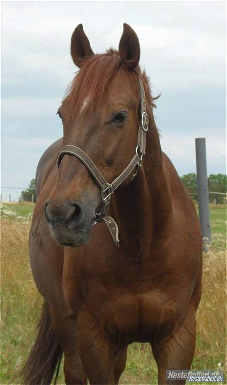 Anden særlig race Mr. Lonely billede 7