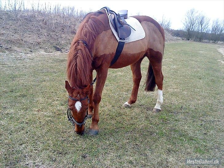 Anden særlig race Mr. Lonely billede 8