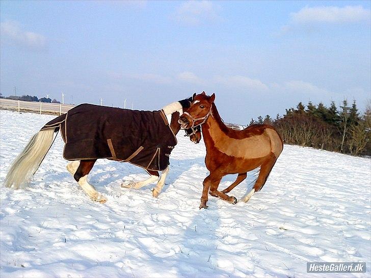 Anden særlig race Mr. Lonely billede 9