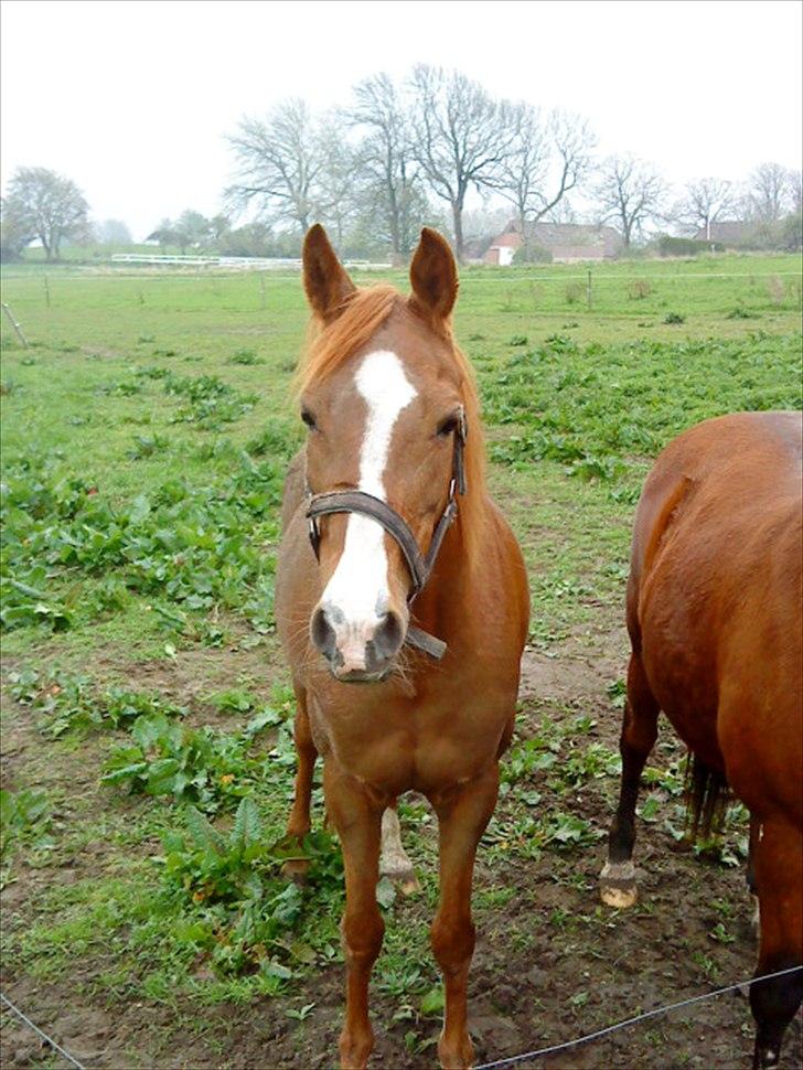 Anden særlig race Bella billede 17