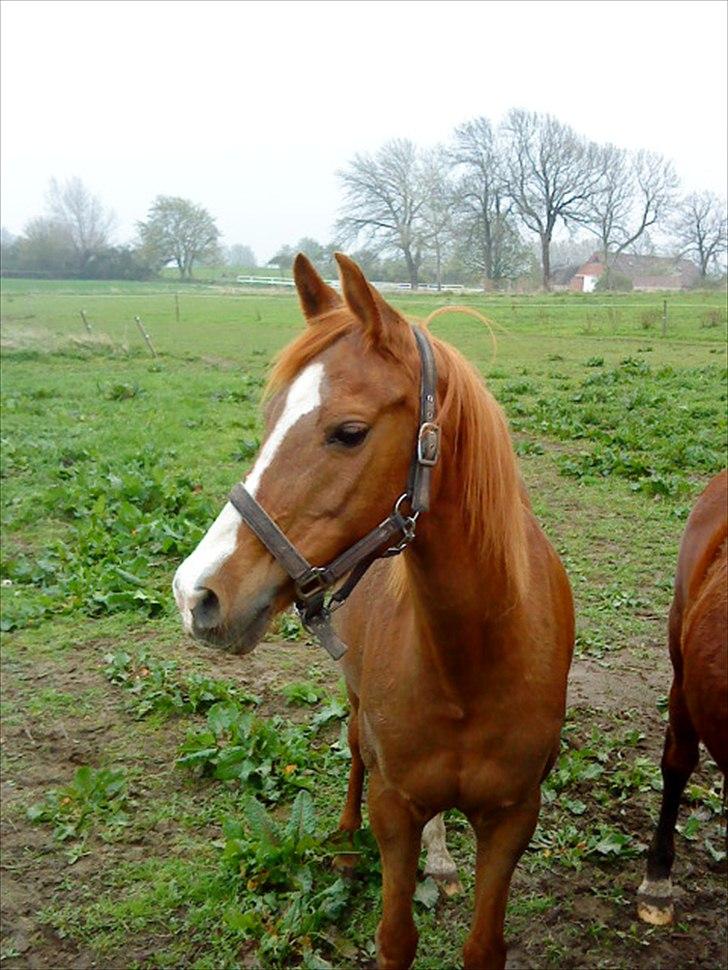 Anden særlig race Bella billede 18