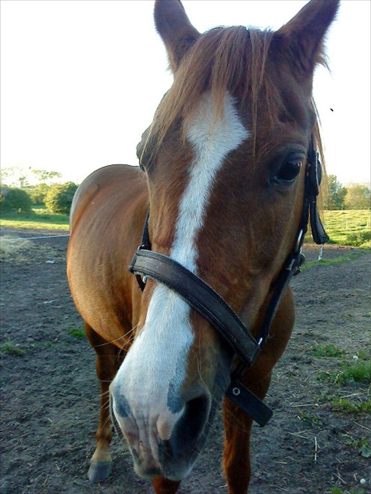 Anden særlig race Bella billede 19